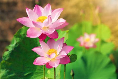 warna lotus com akan membahas mengenai 5 filosofi bunga teratai untuk kehidupan yang penuh makna : 1